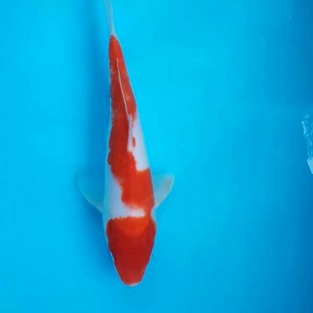 Kohaku strong 27cm