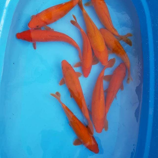 10 ekor beni 28-33cm.