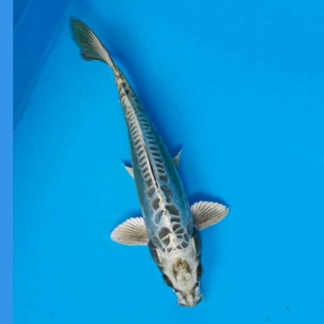 MUKASHI MALE