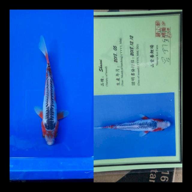 Sushui import yamaju