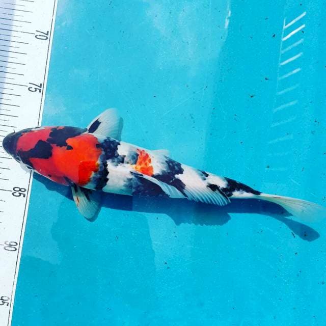 Showa 32cm