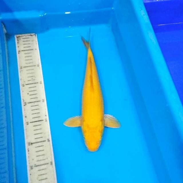 F1 karashi mata kemerahan 35cm