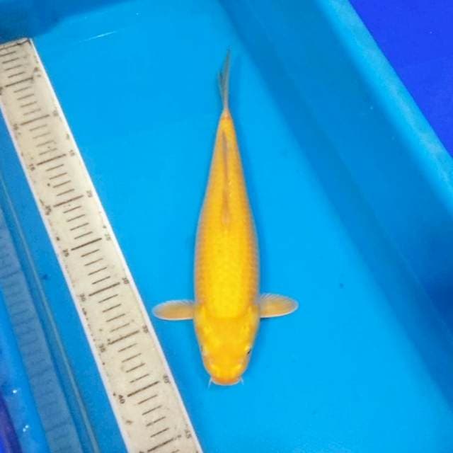 F1 jumbo karashi 35cm mata kemerahan