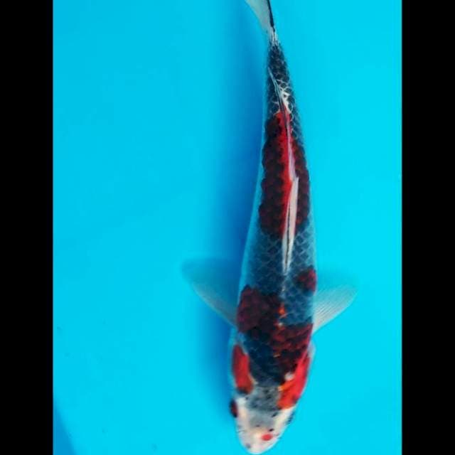 Ghosiki 23 cm jantan ring biru