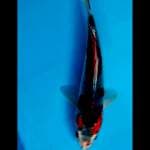Ghosiki 23 cm jantan ring biru