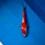 Kohaku merah merona 27cm
