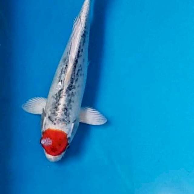 Tanco ghosiki 30cm