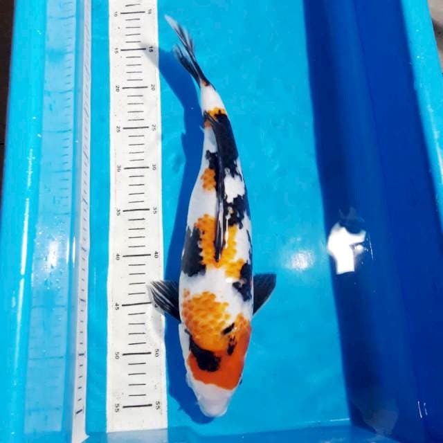 Showa betina 41 cm