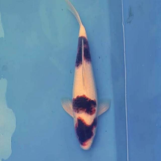 Goromo