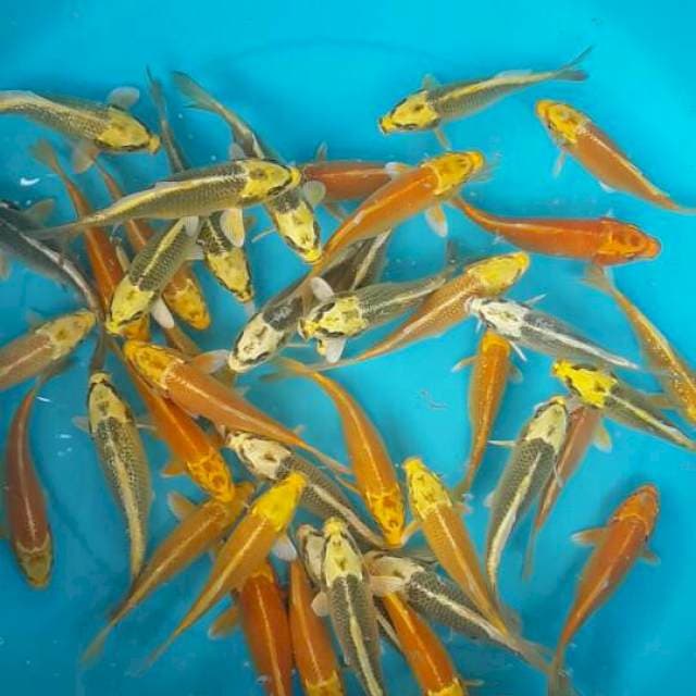 ogon mix 50 ekor. 15 cm