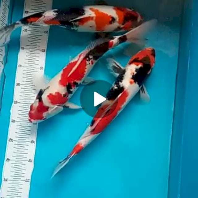 3 ekor showa 42cm up