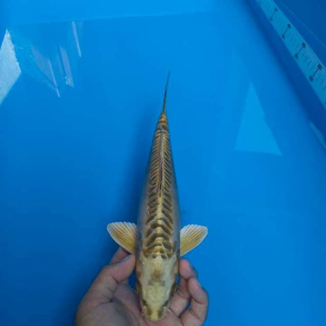 Mukashi doitsu 30cm