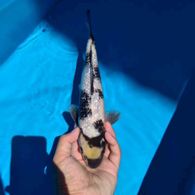 Shiro ginrin 34cm