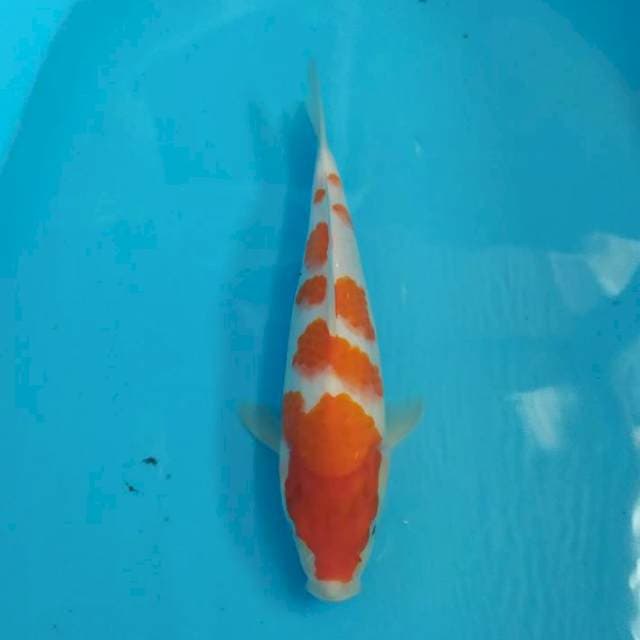 Kohaku 32 cm