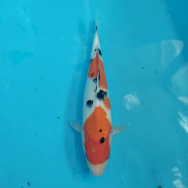 Sanke 32 cm 