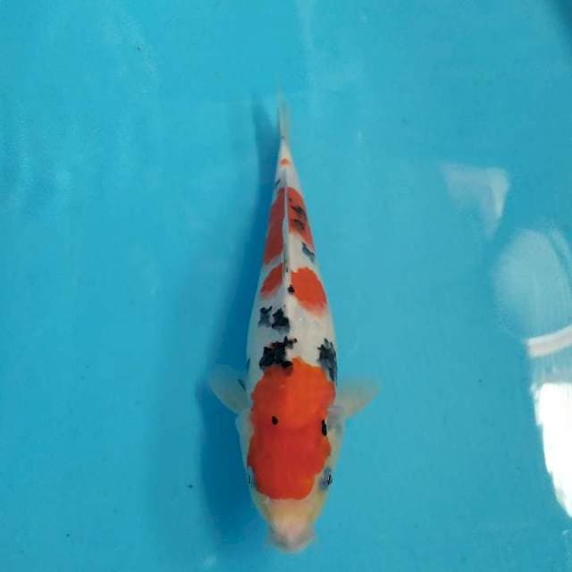 Sanke 29 cm