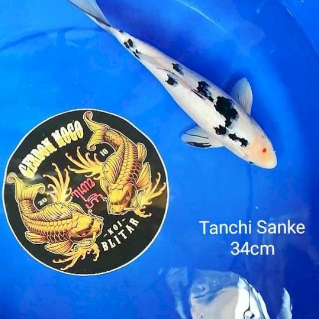 Tancho Sanke