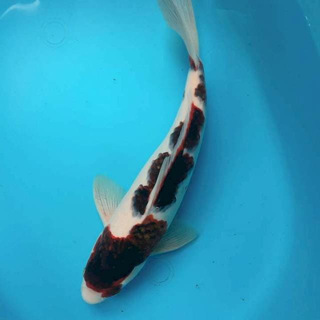 Goromo