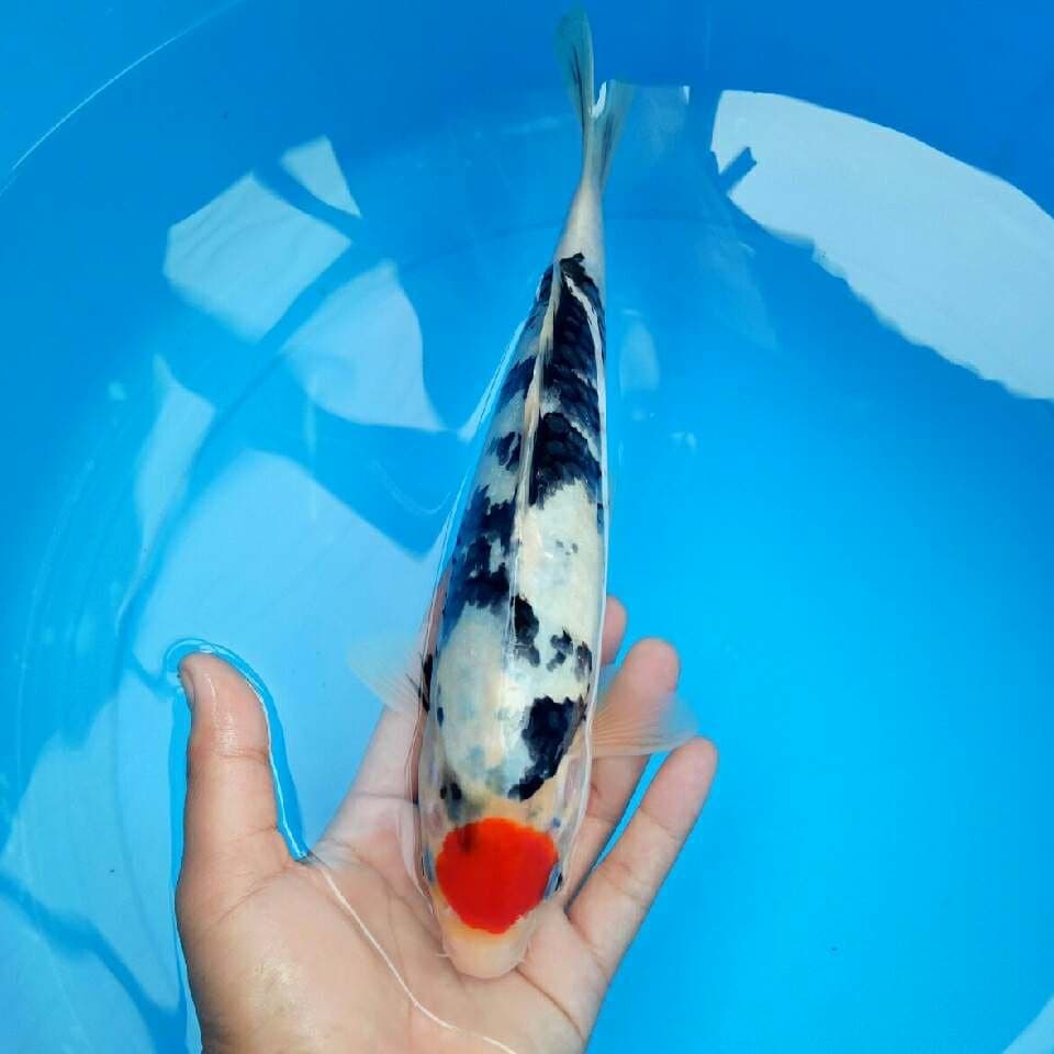 Tancho Showa 28 cm