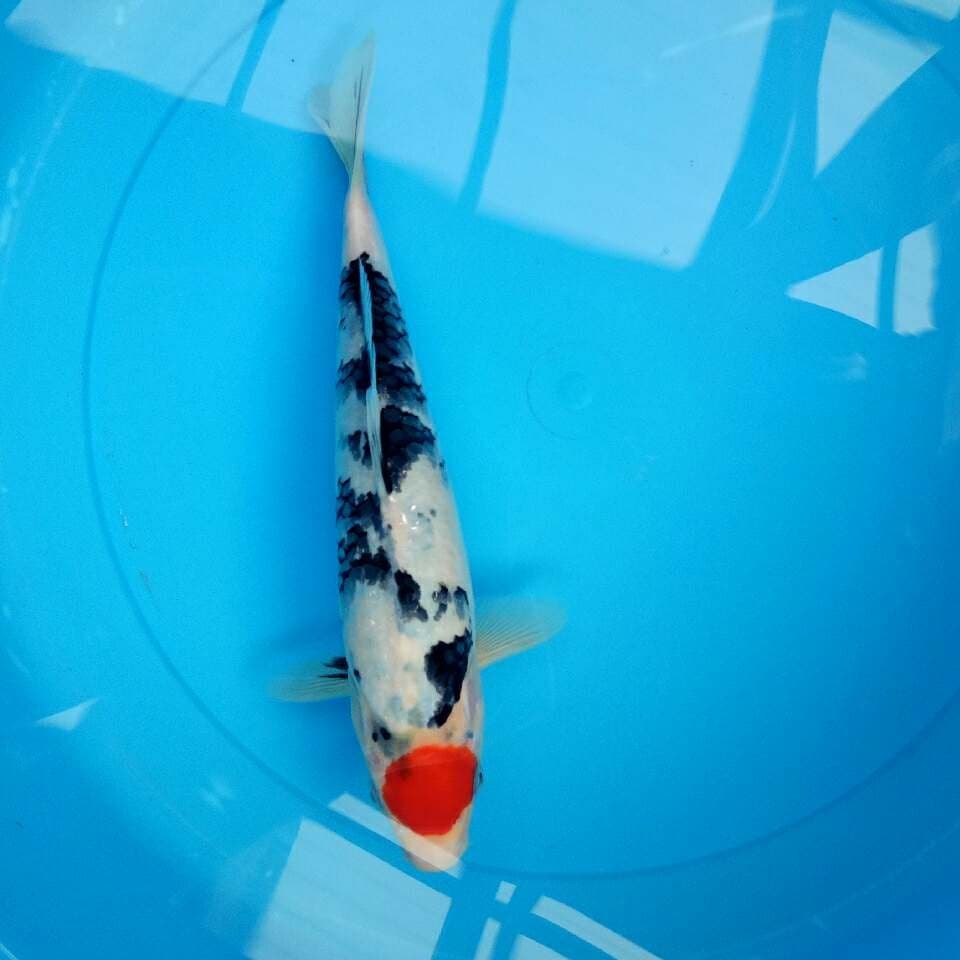 Tancho Showa 28 cm