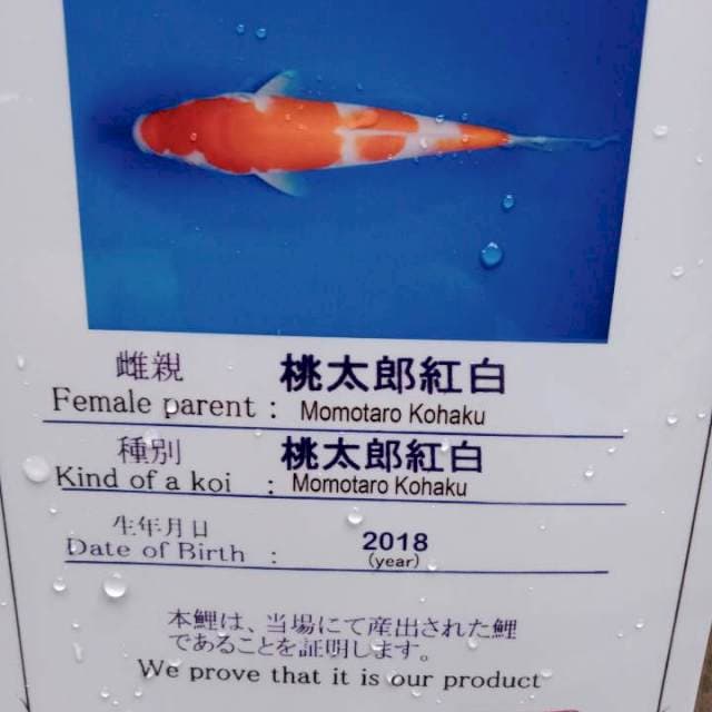 Kohaku import serti momotaro