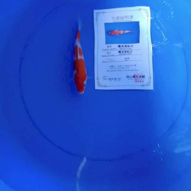 Kohaku import serti momotaro