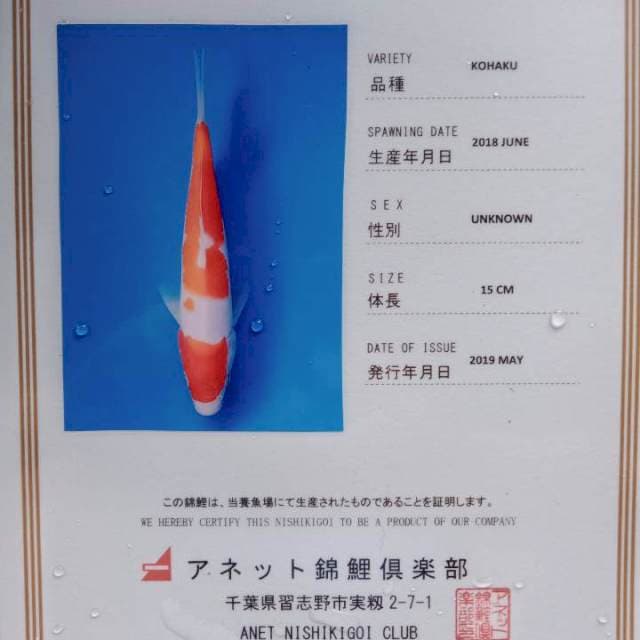 Kohaku import serti anetto