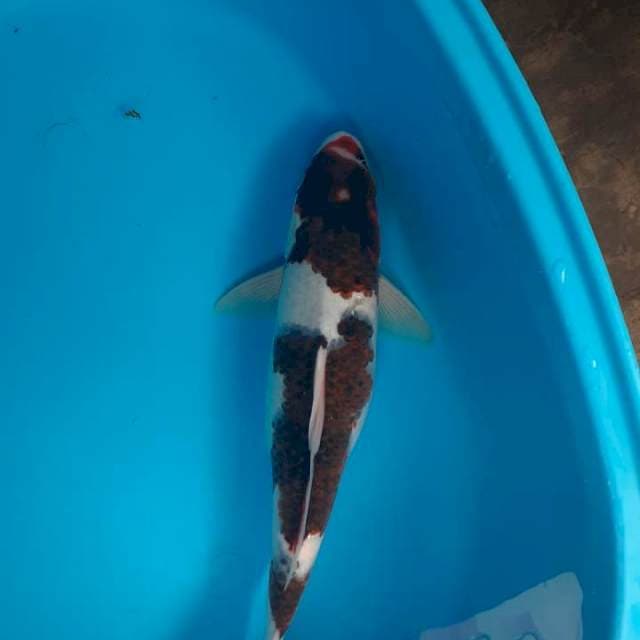 Goromo