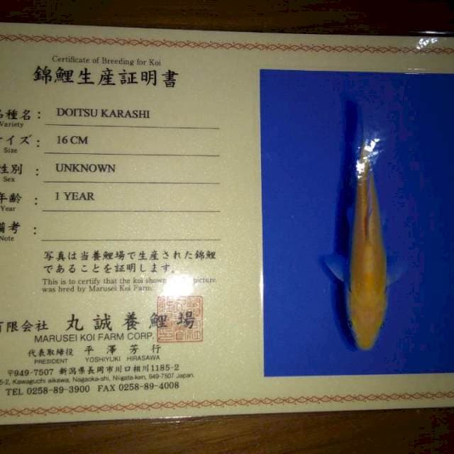 Doitsu Karashi 16cm (Marusei). Import dan Sertifikat