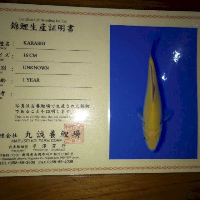 Karashi 16cm (Marusei). Import dan Sertifikat