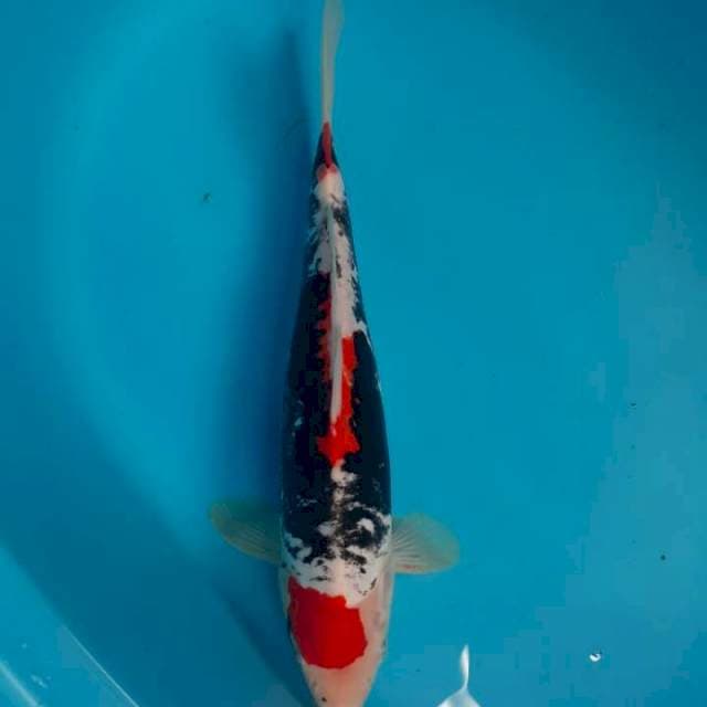 Beni