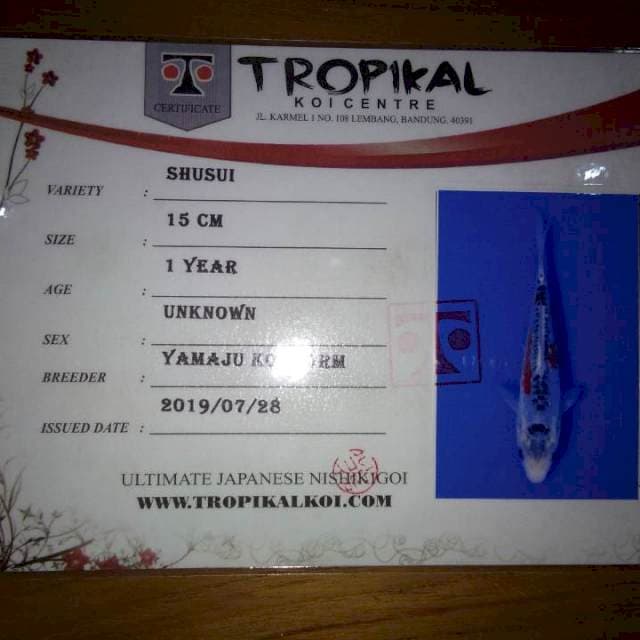 Shusui 15 (Yamaju). Import dan Sertifikat