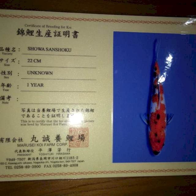 Showa 22cm (Marusei). Import dan Sertifikat