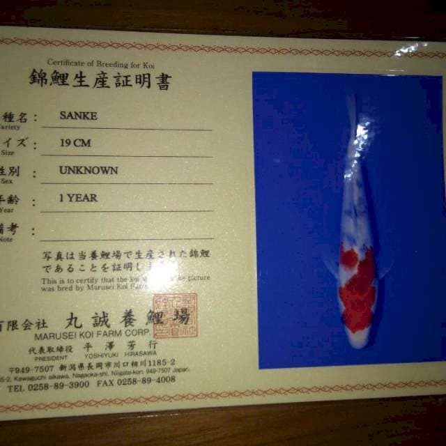Sanke 19cm (Marusei). Import dan Sertifikat