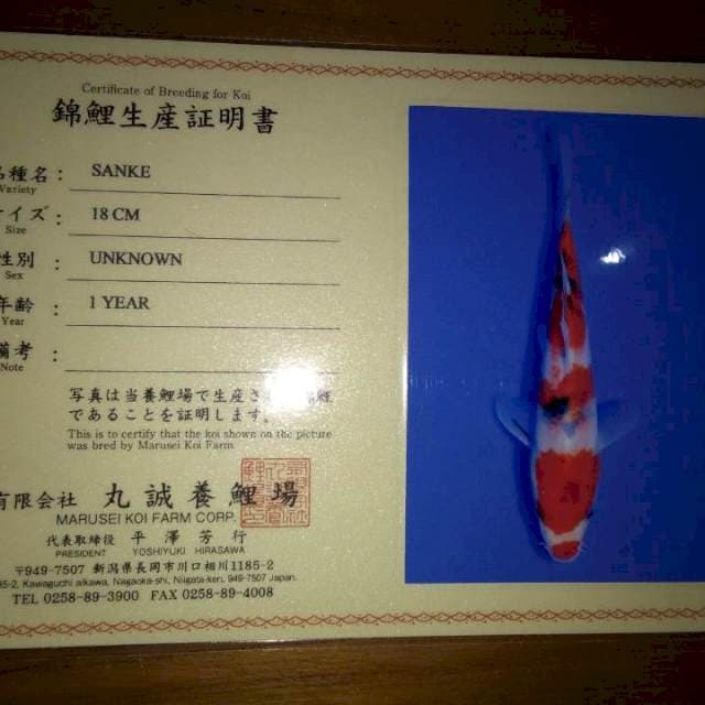 Sanke 18cm (Marusei). Import dan Sertifikat
