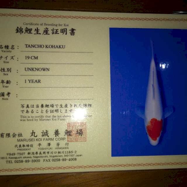 Tancho Kohaku 19cm (Marusei). Import dan Sertifikat