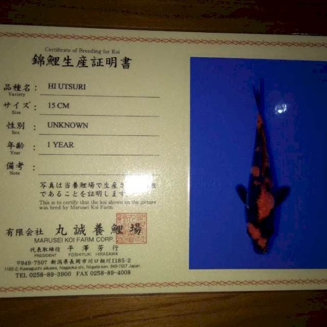 Hi Utsuri 15cm (Marusei). Import dan Sertifikat