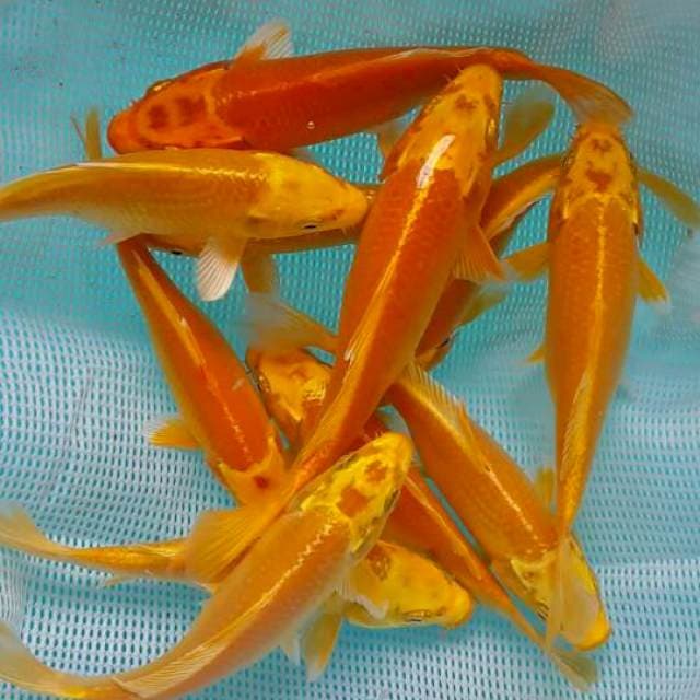 ogon 10 ekor 15 cm