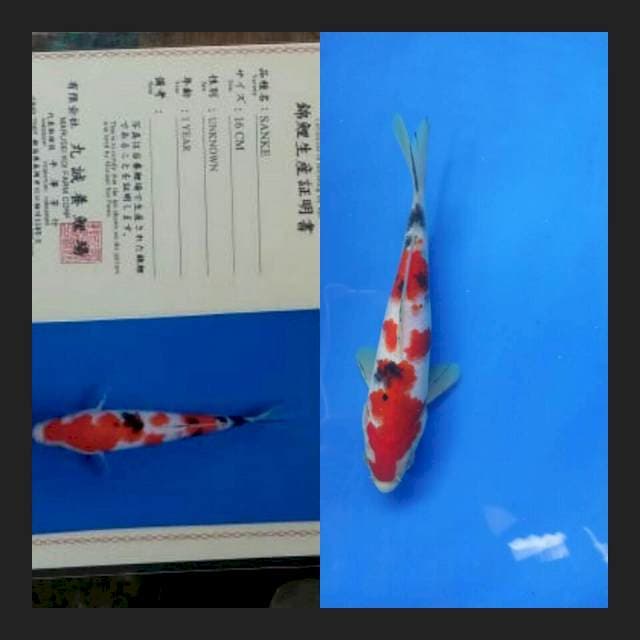 Sanke import marusei