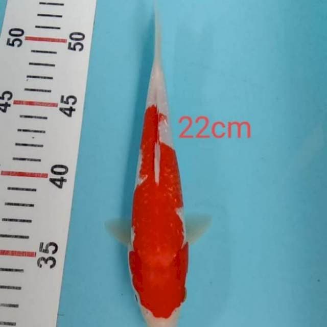 kohaku ginrin