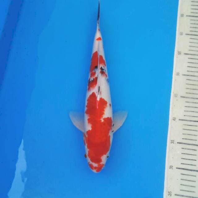 Sanke Male 38 cm