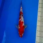 Sanke Male 38 cm