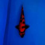 Hi Showa