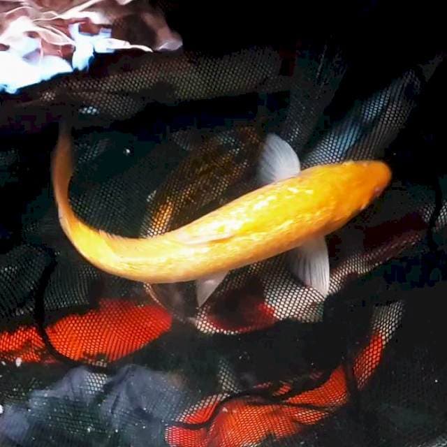 VI. Karashi Ginrin Red Eye #37cm Male