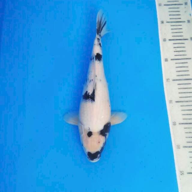 Male Shiro 