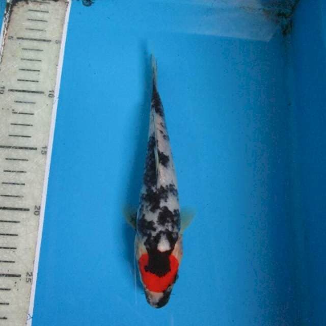 Nagata20cm
