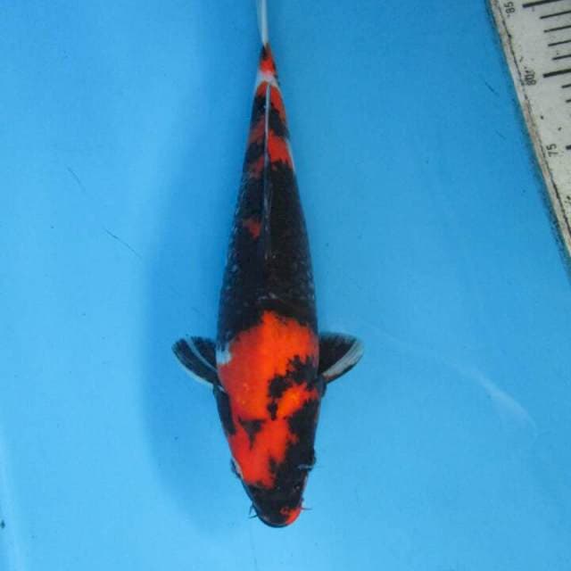 Sansoku35cm