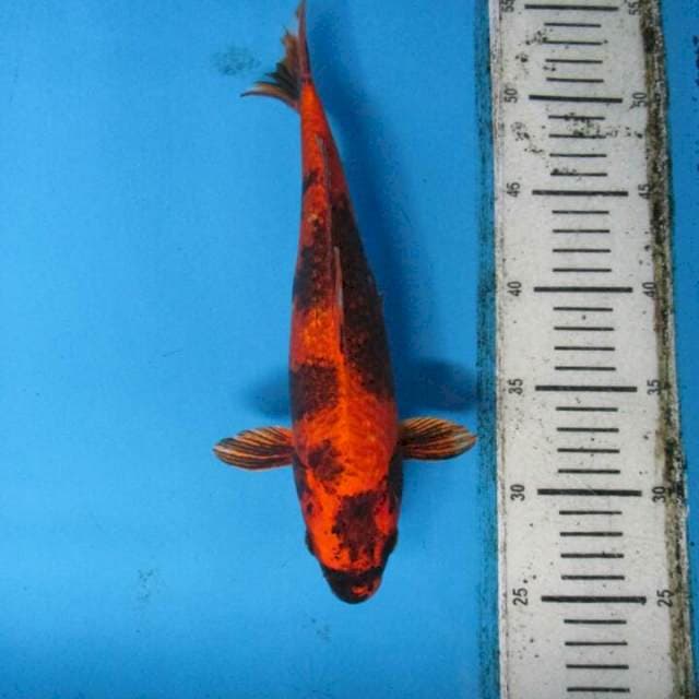 Kin25cm