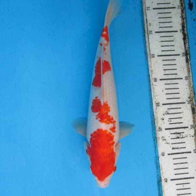 Kohaku30cm