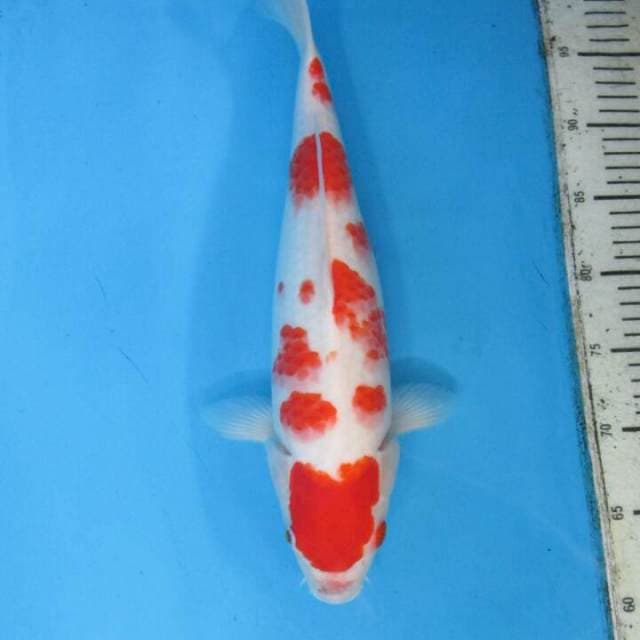Kohaku40bu